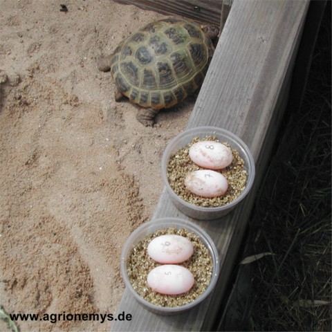 Gelege von 0,1 Orange vom 09.06.2002. Geschafft. Die Eier sind ausgegraben, nummeriert und auf dem Inkubationssubstrat gelagert. Ziemlich viel Ei für so eine kleine Schildkröte, oder?