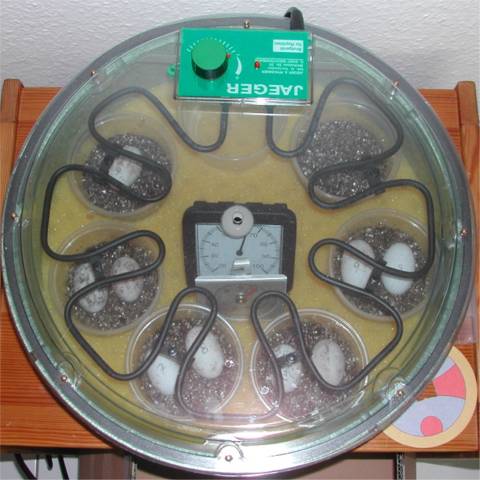 Geschlossener Inkubator 2002.